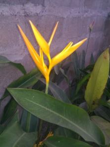 IMG_20120216_184300-2